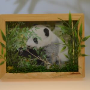 Little Grey (Cheng Jiu) Foto im veredelten Bilderrahmen