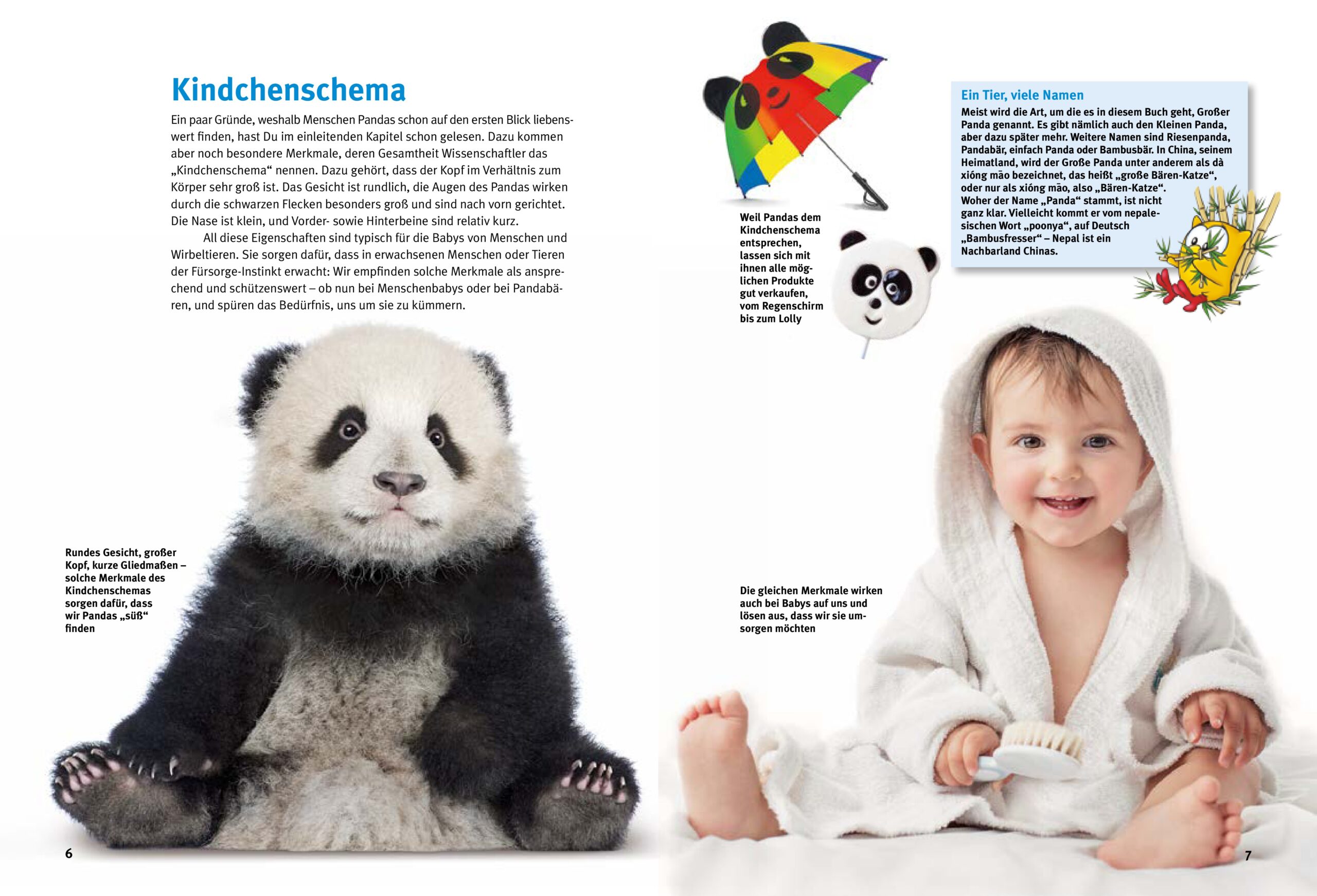 Entdecke die Pandas