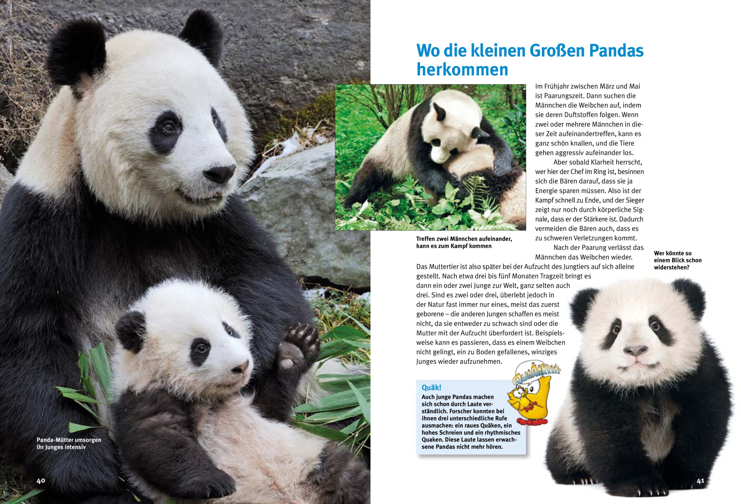 Entdecke die Pandas