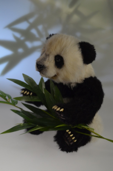 Xi Ming - Der süßeste kleine Große Panda der Welt