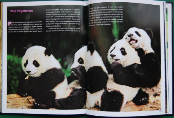 Unveiling Giant Pandas